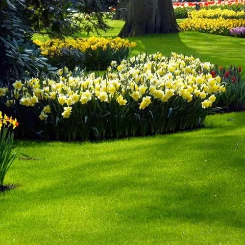 jardin