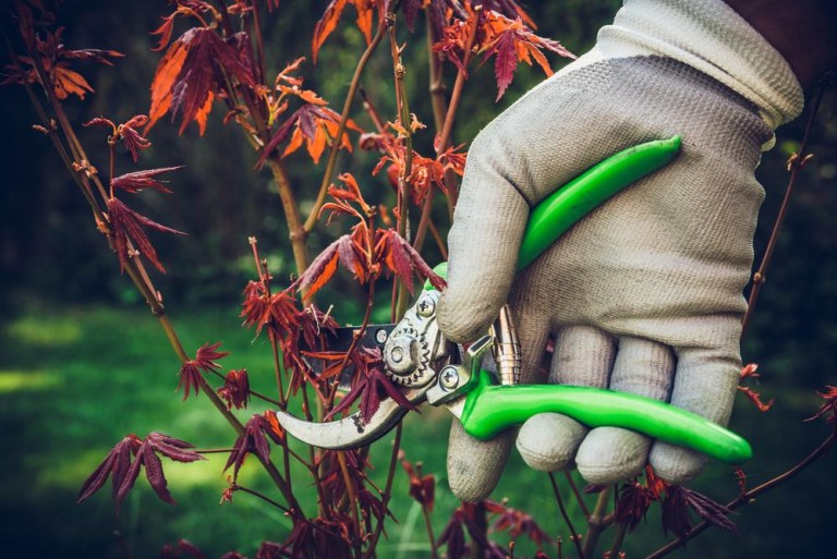 Élagage des arbres à Nogent-sur-Oise, quand et comment procéder