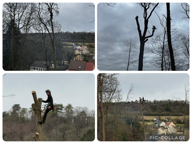 ABATTAGE D'ARBRES