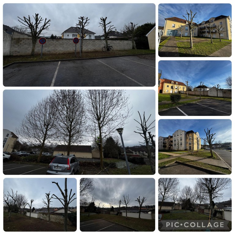 TAILLE SANITAIRE DE 63 ARBRES