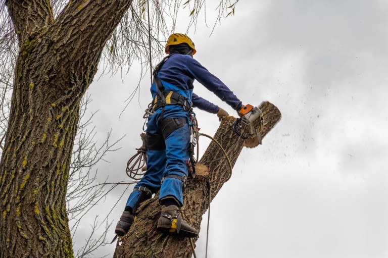 Abattage d'un arbre, quand et pourquoi faire appel à un professionnel ?